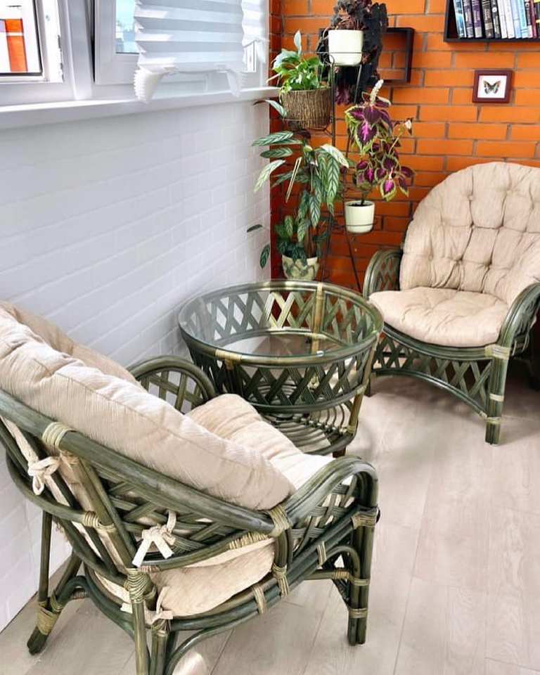 Cherchill_Raduga_oliva_na_balkone